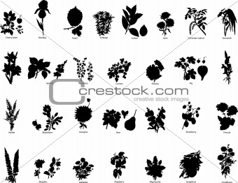berries and flowers silhouettes