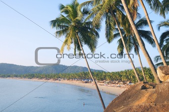 Palm tree over sea and beach