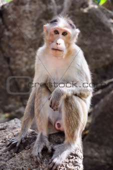 Wild monkey stare onto the camera (direct look)