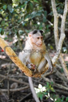 Small baby monkey on tree branch