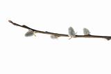 Twigs of willow with catkins on a white background