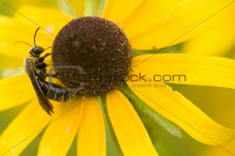 Bee on a Black-Eyed-Susan