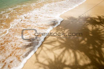 Palm Tree Shadow in Tropics