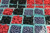 Fresh Berries for Sale