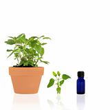 Bergamot Herb Essential Oil