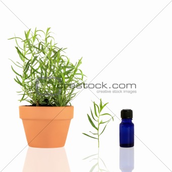 Herb Tarragon Essential Oil