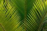 Palm Branches