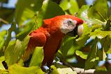 Scarlet Macaw head