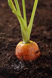 orange Carrot growing in the soil