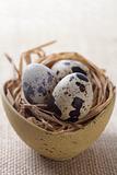 quail speckled eggs in a nest and bowl