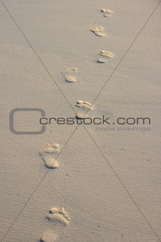 Footprints on beach sand