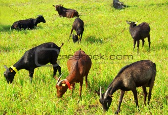 Goats  grazing .