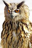 Portrait of wise owl.