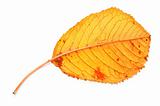yellow dry fall leaf