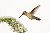 floating hummingbird