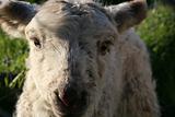 Lamb in NZ