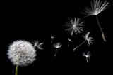 Dandelion with floating seed pods