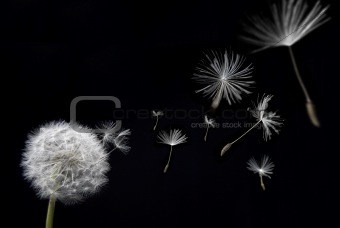 Dandelion with floating seed pods
