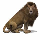 Big Cat Lion Male
