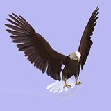 Great Eagle
