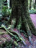 Mossy Redwood tree trunks