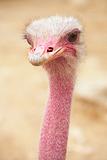 female ostrich