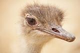 scruffy male ostrich