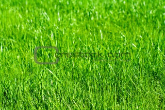 Spring green grass backgraund