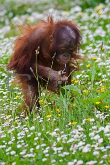 Young baby orangutan