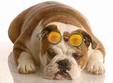 bulldog with funny glasses