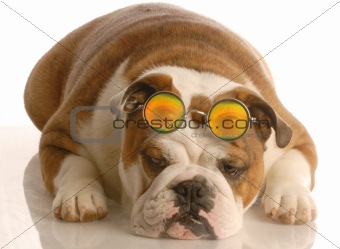bulldog with funny glasses