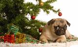 puppy under christmas tree