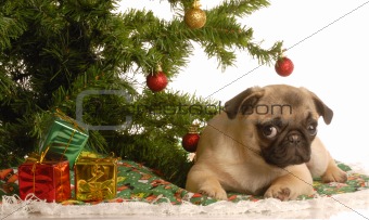puppy under christmas tree