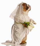 dog dressed up as a bride