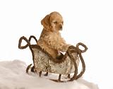 cocker spaniel puppy in winter sleigh