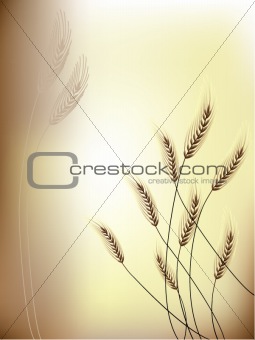 Floral background Grain ears
