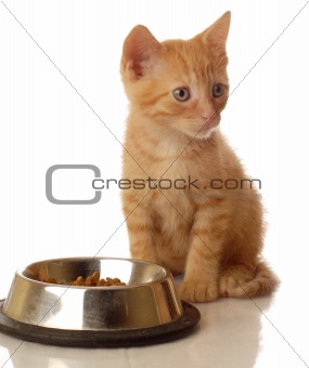 hungry kitten