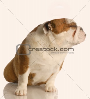 english bulldog with cute expression