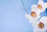 White orchids(2)