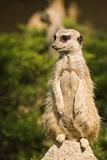 Meerkat or mongoose - female