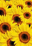 Sunflower Summer Beauty