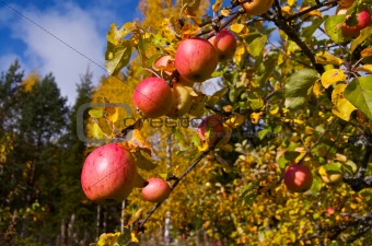 Norwegian Apples