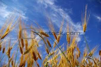corn  field