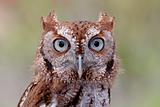Eastern Screech-Owl (Megascops asio)
