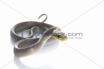 Silver phase red-tailed Rat snake