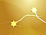 Neuron nerve cells