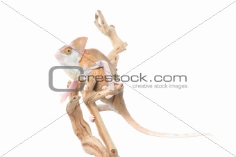 Veiled Chameleon (loss pigmentation)