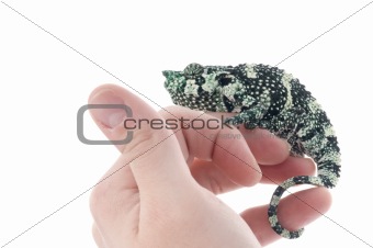 Meller Chameleon