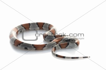 Gray Banded Snake