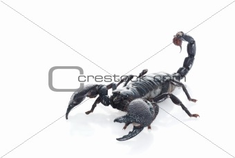 Image of P. Imperator "Emperor" Scorpion from Crestock Stock Photos Image of P. Imperator "Emperor" Scorpion from Crestock Stock Photos